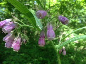 comfrey_boneset_healing_naturopath_naturopathic_botanical_herbal_medicine_gardening_tips_toronto_ontario_Kensington_market