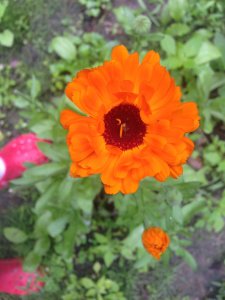 Calendula_marigold_healing_naturopath_naturopathic_botanical_herbal_medicine_gardening_tips_toronto_ontario_Kensington_market