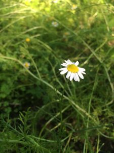 roman_chamomile_matricaria_anxiety_calming_healing_naturopath_naturopathic_botanical_herbal_medicine_gardening_tips_toronto_ontario_Kensington_market