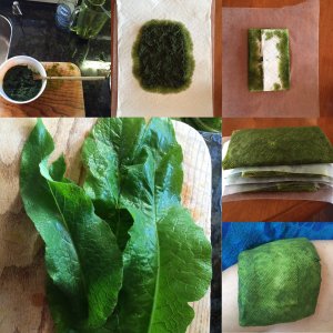 comfrey_boneset_healing_naturopath_naturopathic_botanical_herbal_medicine_gardening_tips_toronto_ontario_Kensington_market