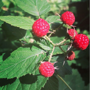 red_raspberry_leaf_tea_pregnancy_rubus_idaeus_healing_naturopath_naturopathic_botanical_herbal_medicine_gardening_tips_toronto_ontario_Kensington_market