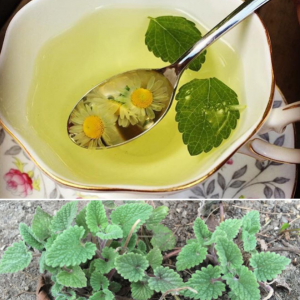 lemon_balm_melissa_anxiety_calming_healing_naturopath_naturopathic_botanical_herbal_medicine_gardening_tips_toronto_ontario_Kensington_market