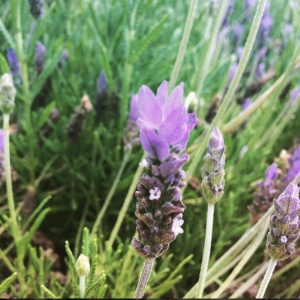 lavander_lavendula_angustifolia_anxiety_calming_healing_naturopath_naturopathic_botanical_herbal_medicine_gardening_tips_toronto_ontario_Kensington_market