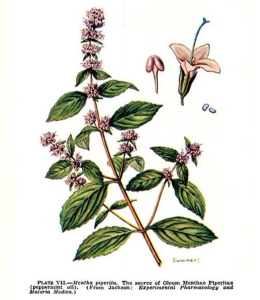 peppermint_mentha_piperita_indigestion_healing_naturopath_naturopathic_botanical_herbal_medicine_gardening_tips_toronto_ontario_Kensington_market