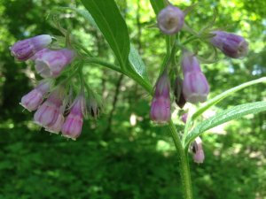 comfrey_boneset_knitbone_sports_medicine_poultice_herbal medicine_for_injuries_toronto_naturopath_kensington_market4